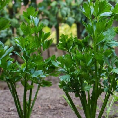 Two celery plants grow in soil