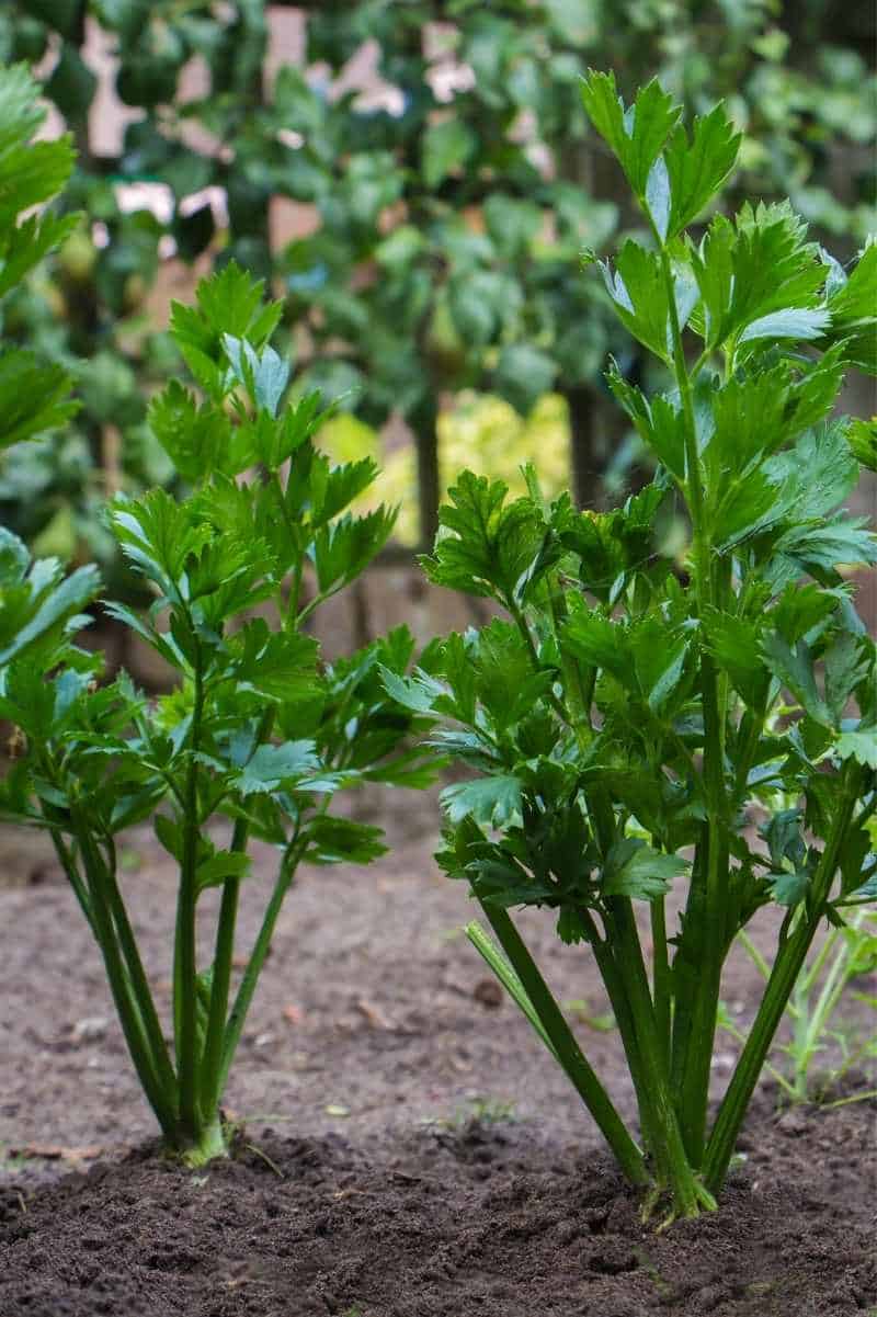 Image of Celery in container garden with tomatoes