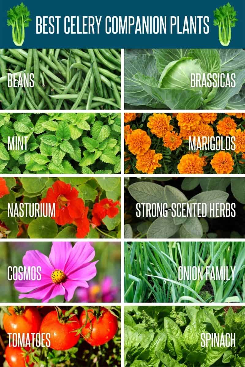 Image of Marigolds celery companion herbs