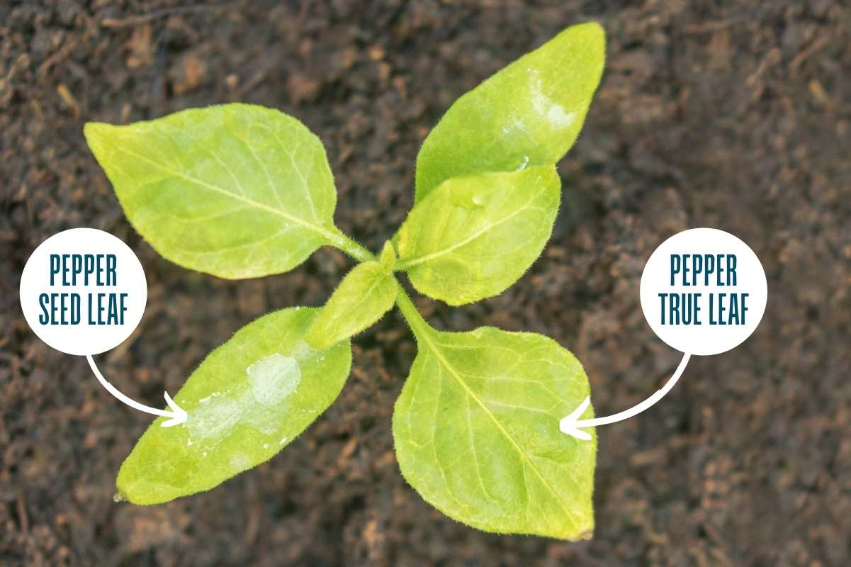 what-are-true-leaves-on-vegetable-seedlings-growfully