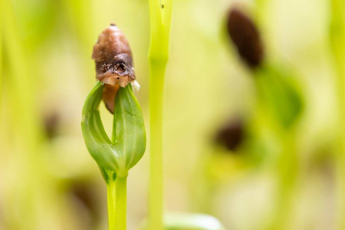 A cotyledon with the seed casing still attached