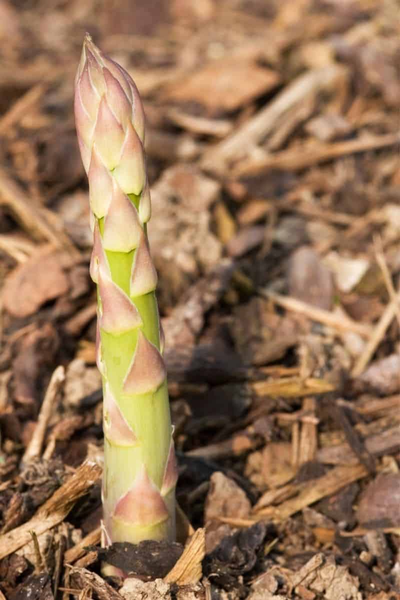 A spear of asparagus pushes up through a layer of wood chip mulch