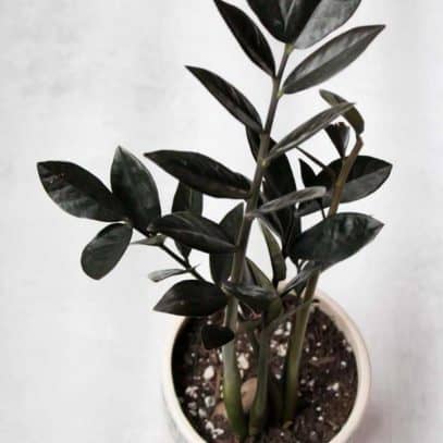 Overhead shot of a zz plant in a pot