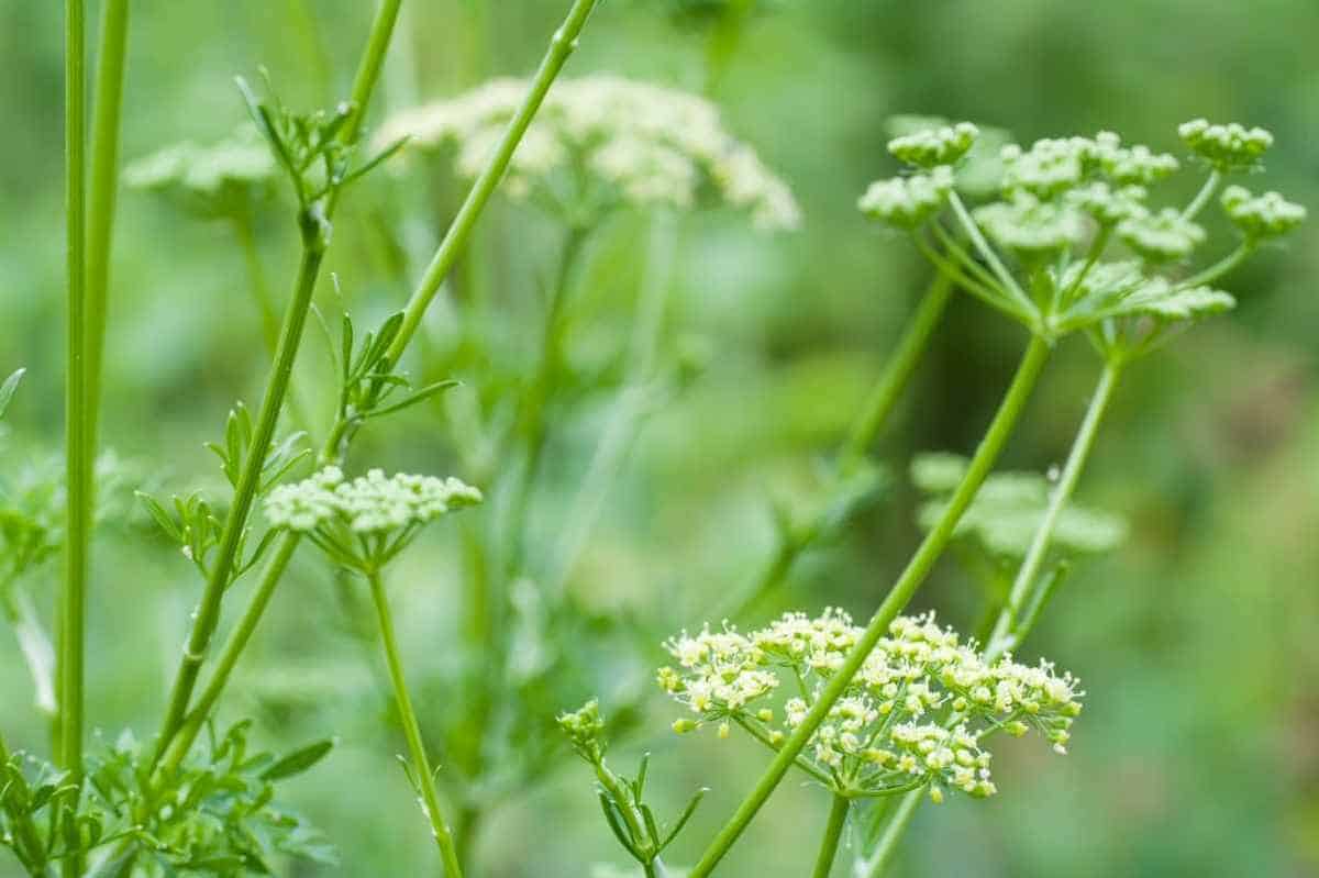 How to Grow Parsley Growfully