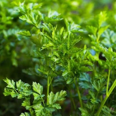 Parsley growing upright in a garden