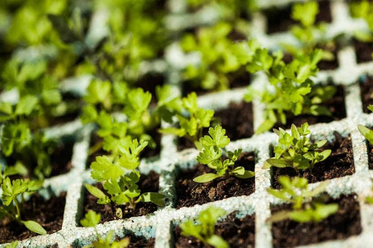 Parsley seedlings in starter cells