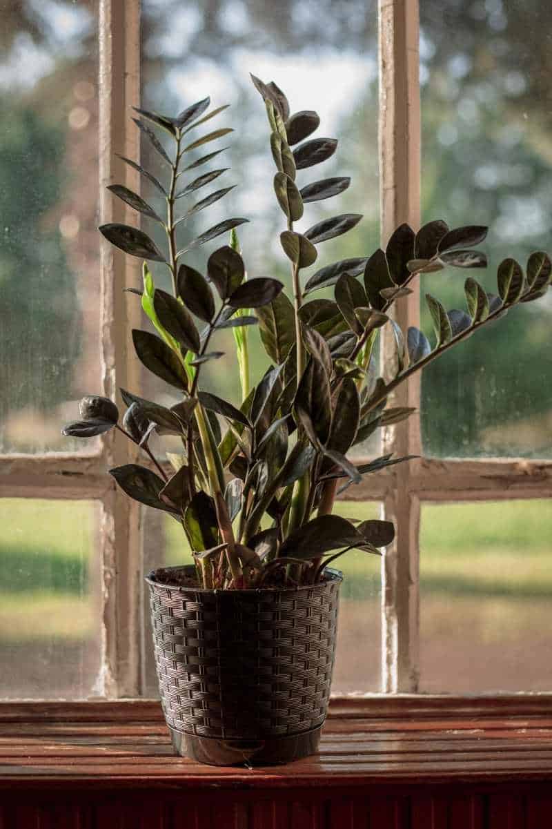 Best Soil For Indoor Plants (DIY Guide) - Growfully