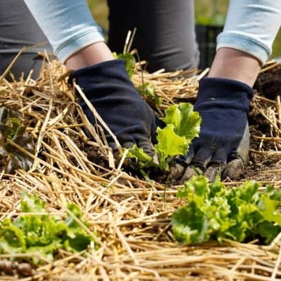 Gloved hands arrange mulch around lettuce plants