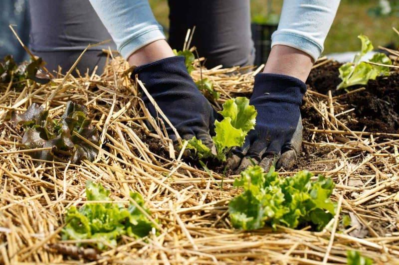 Gloved hands arrange mulch around lettuce plants