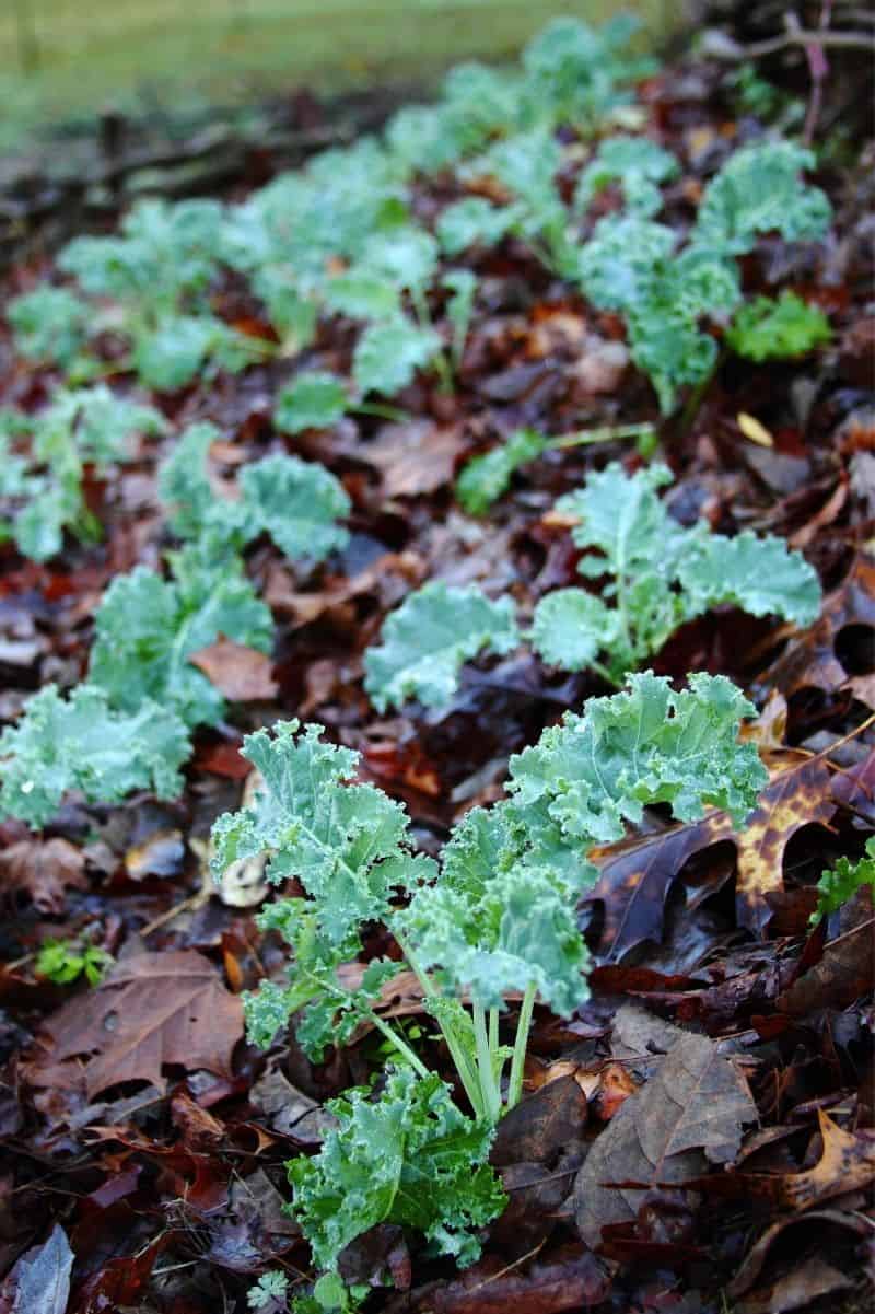 Kale plants are surrounded by mulch
