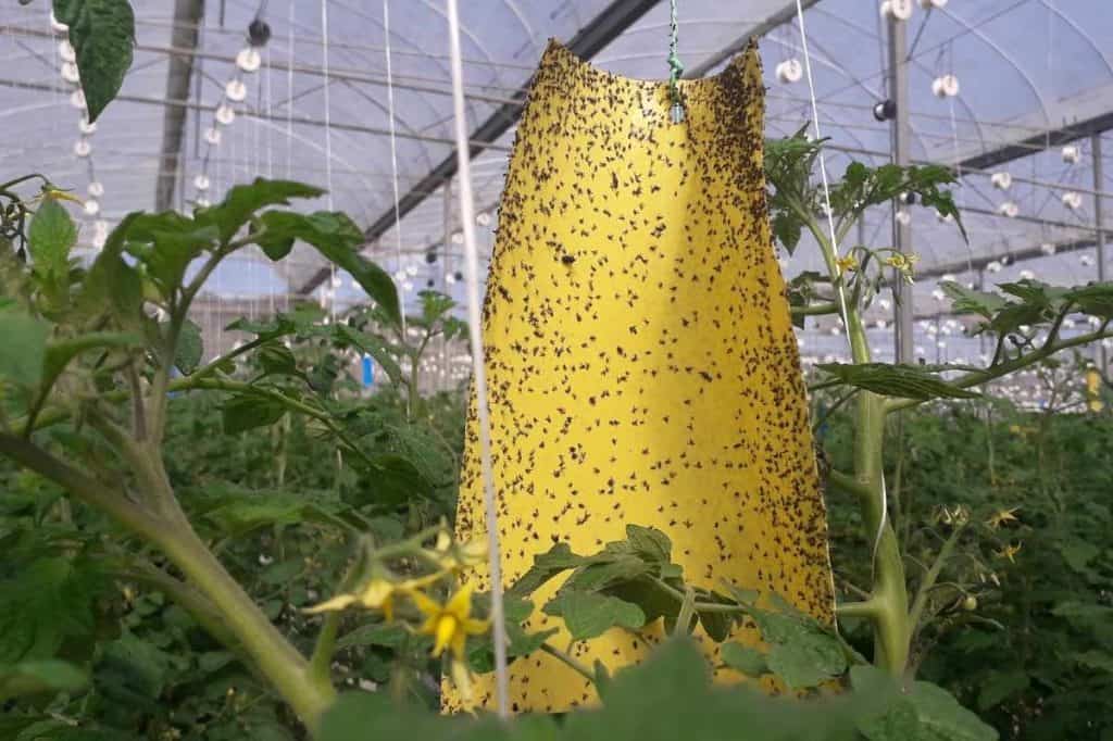 How to Get Rid of Aphids on Tomato Plants Growfully