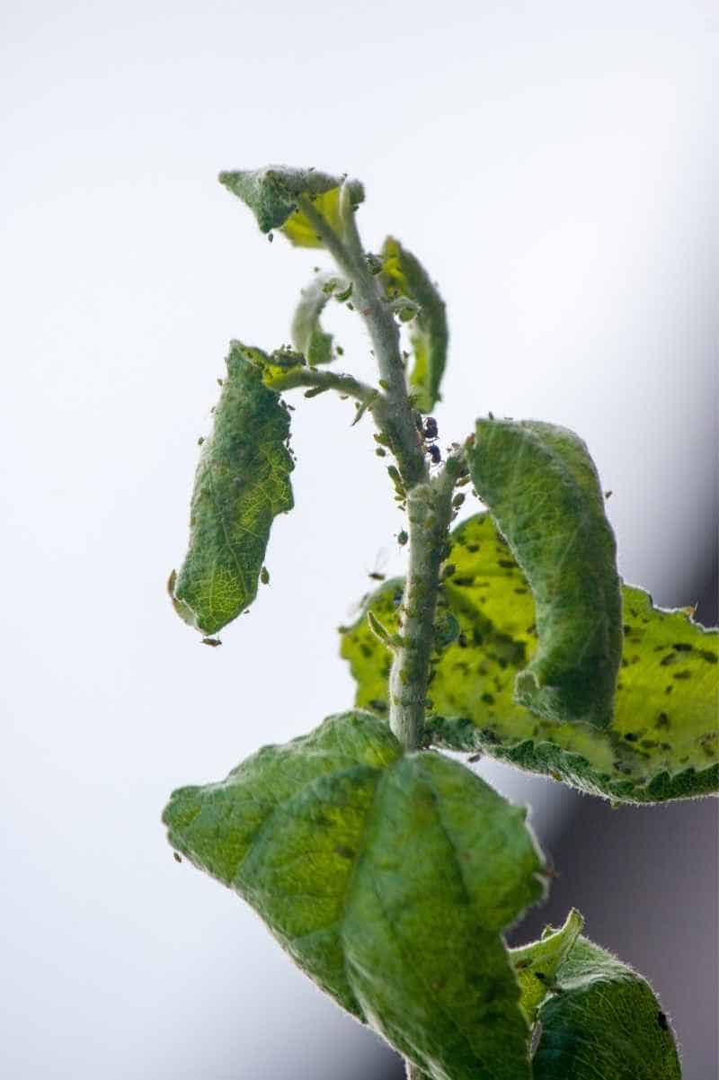 aphid damage on tomato plants