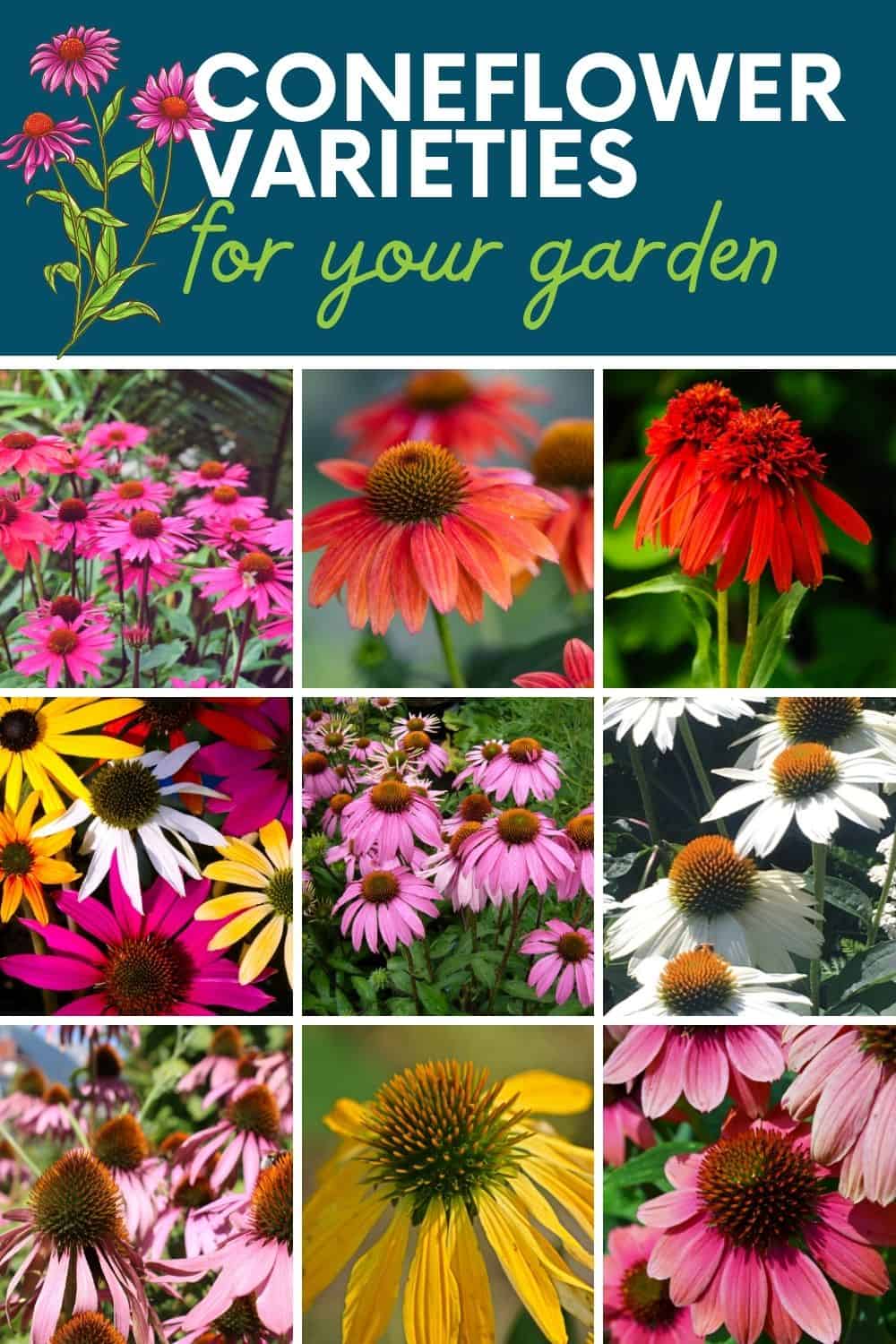 13 Coneflower Varieties (Echinacea) to Plant This Year - Growfully