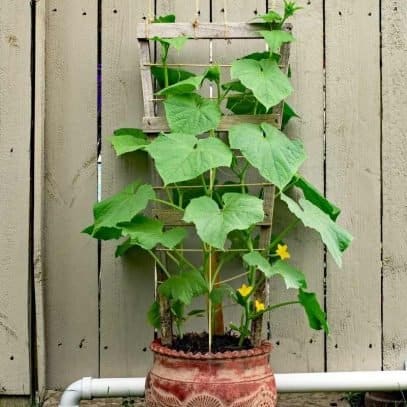 A patio snacker cucumber grows up a trellis in a pot