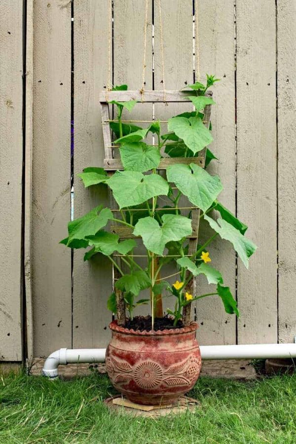 A patio snacker cucumber grows up a trellis in a pot