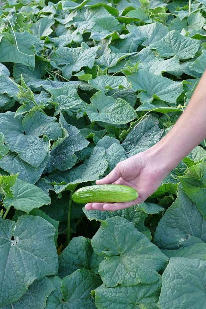 A hand holds out a cuke still attached to its plant