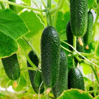 Bumpy cucumbers growing on a plant