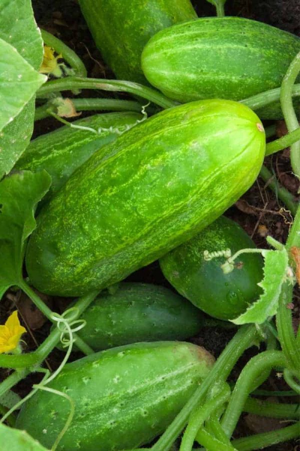 Thick cucumbers on a plant, ready to harvest