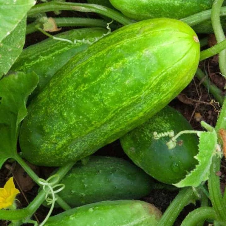 Thick cucumbers on a plant, ready to harvest