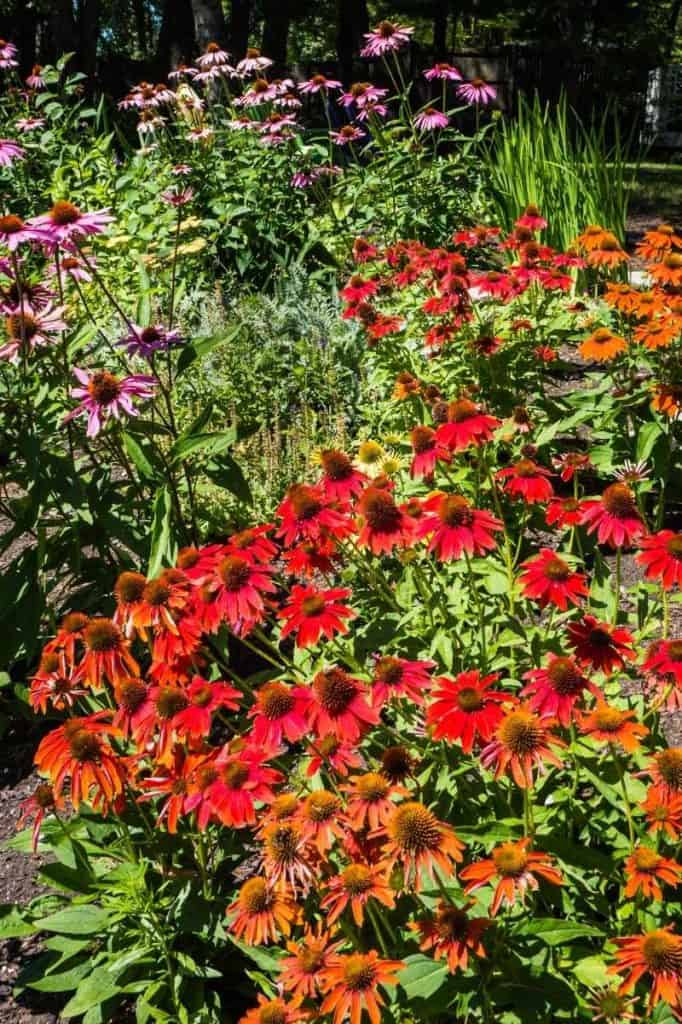 13 Coneflower Varieties (Echinacea) to Plant This Year Growfully