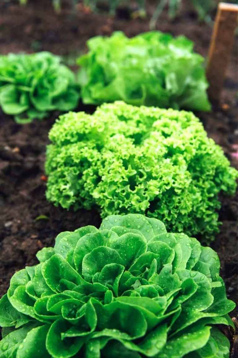 How to Add Potassium to Soil Organically Growfully