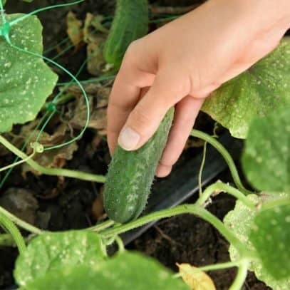 A hand grips a cucumber growing on its vine