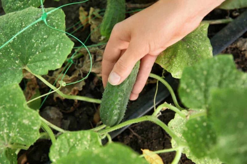 A hand grips a cucumber growing on its vine