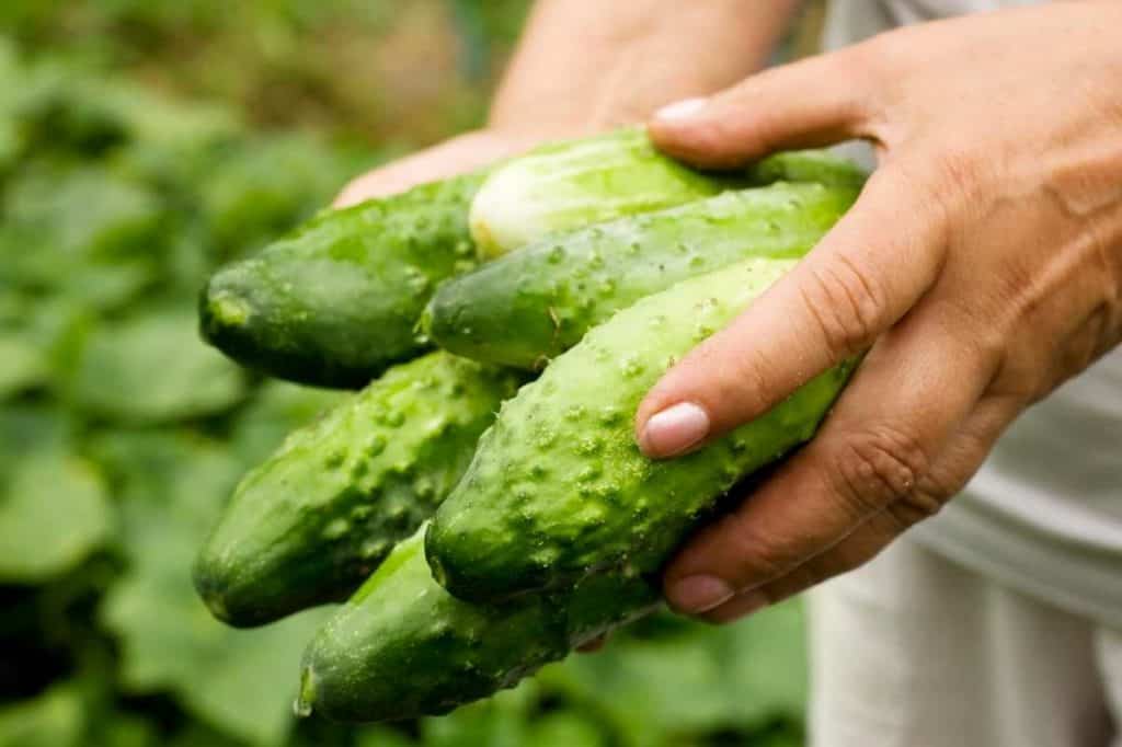 How to Grow Cucumbers Growfully
