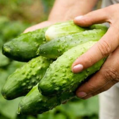 Hands hold a bundle of just-harvested cukes