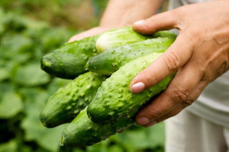 Hands hold a bundle of just-harvested cukes