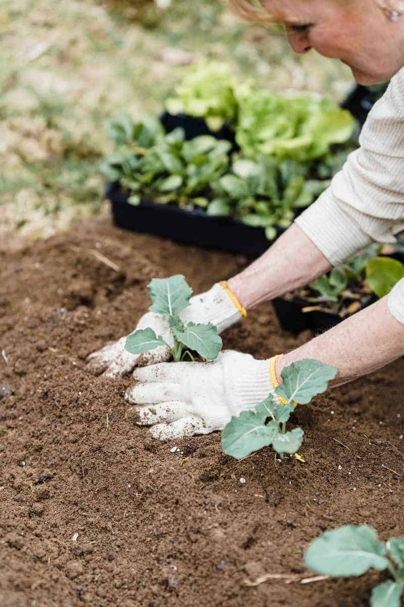 How to Add Potassium to Soil Organically Growfully