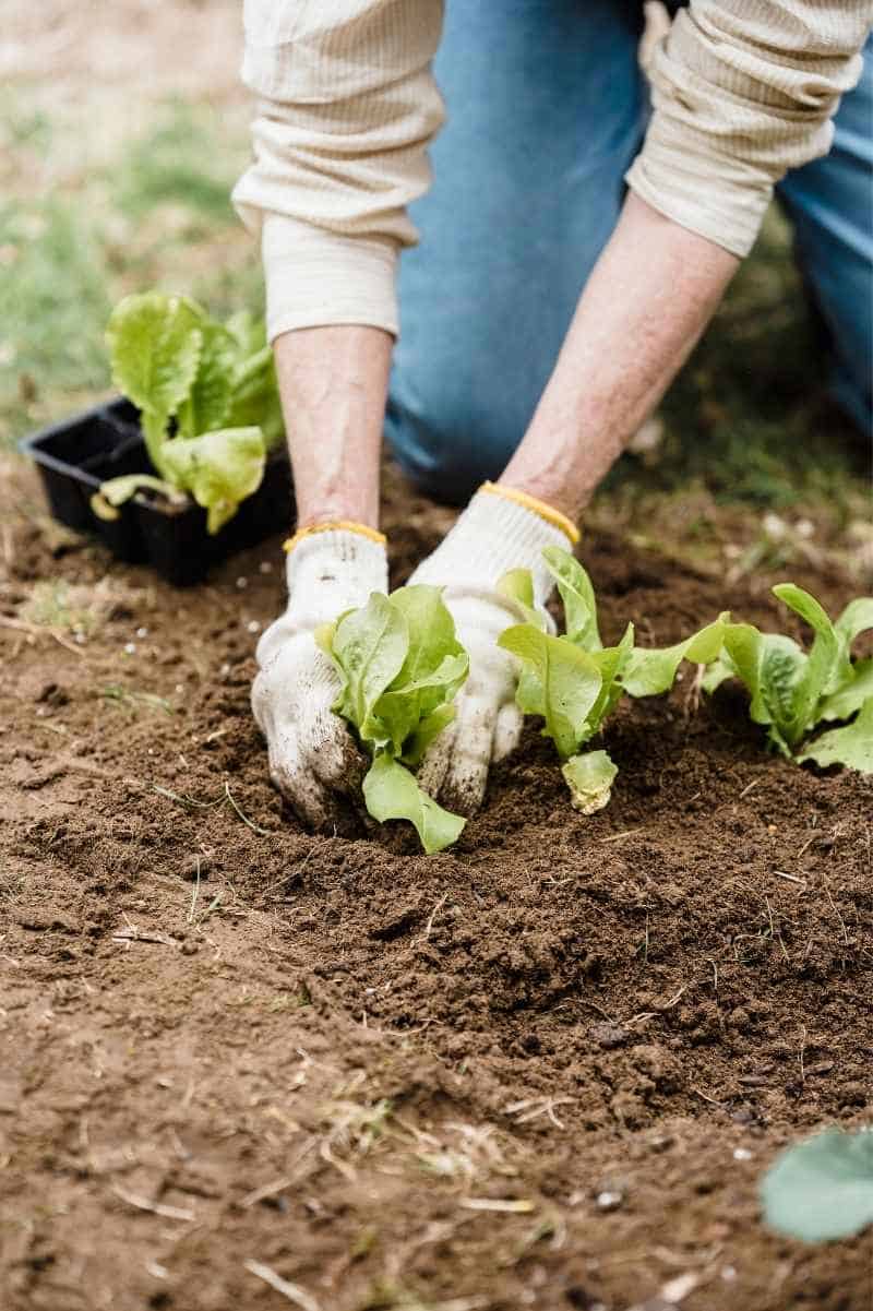 how-to-add-potassium-to-soil-organically-growfully