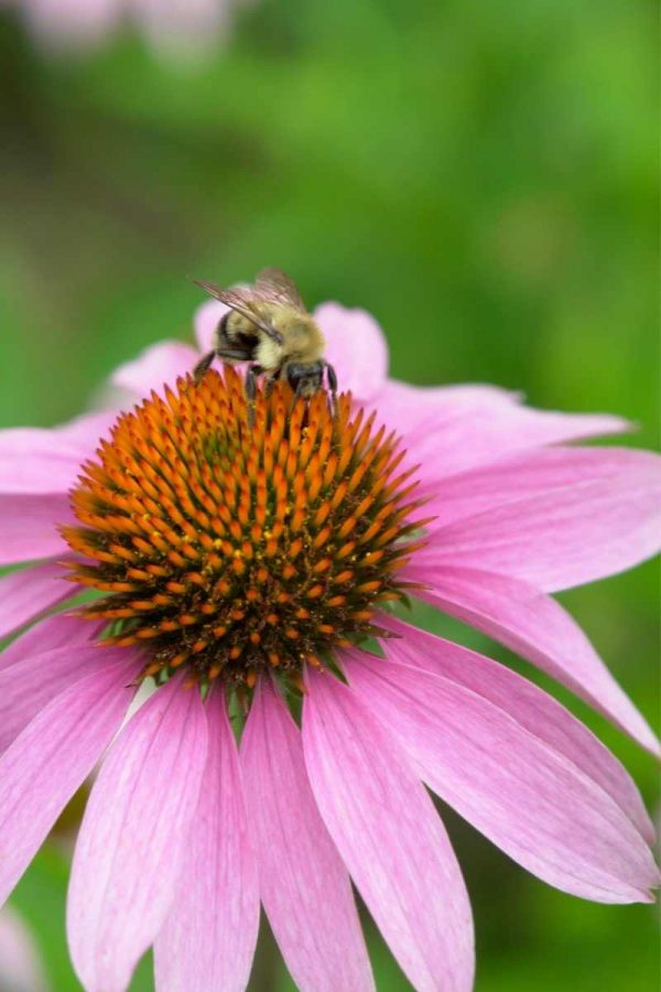 A bee sits on the center of a echinacea bloom