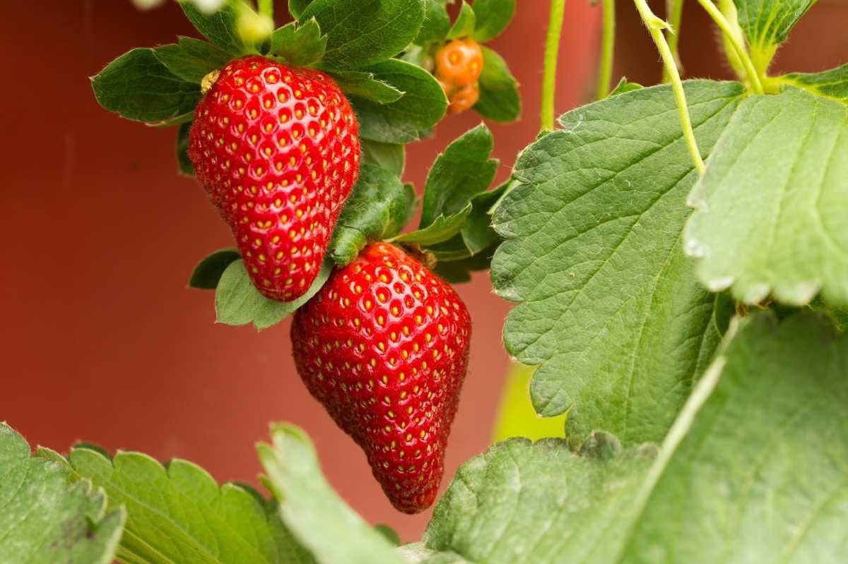 Growing Strawberries in Containers – Strawberry Plants