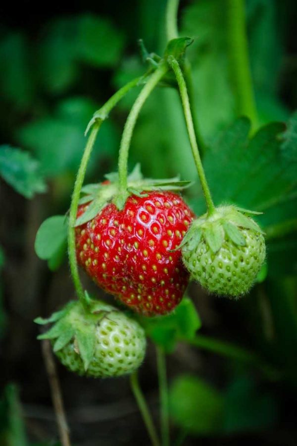 A ripe strawberry hangs between two unripe berries from the plant