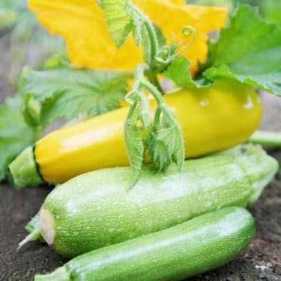 Harvested zucchini squash