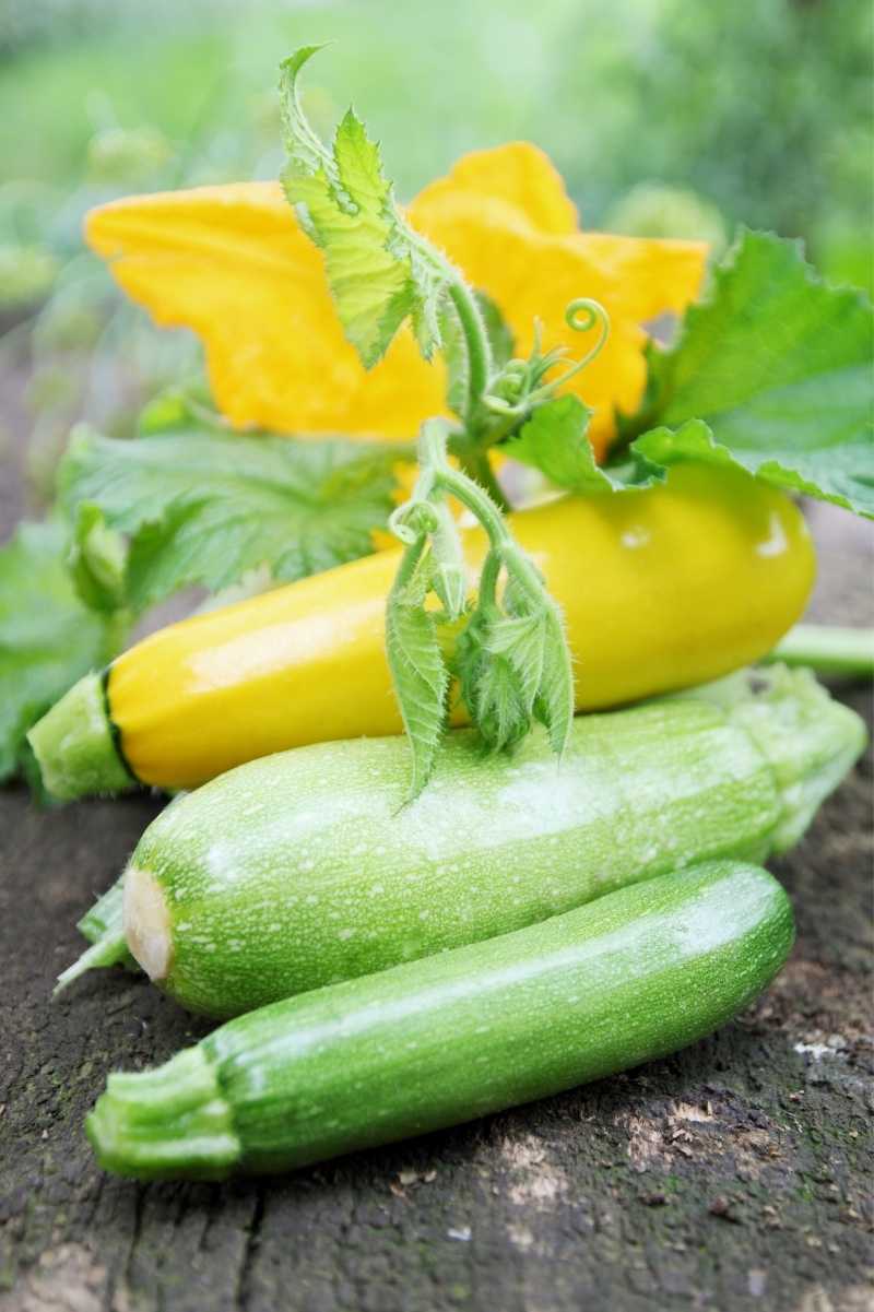 yellow zucchini