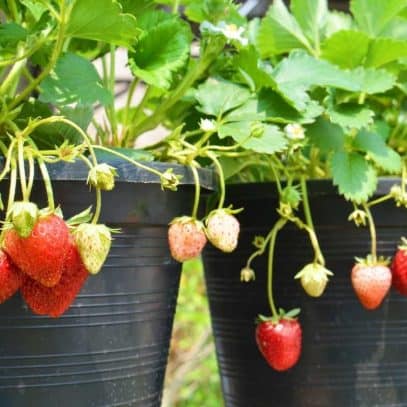 Strawberries in varying levels of ripeness dangle over the edges of pots