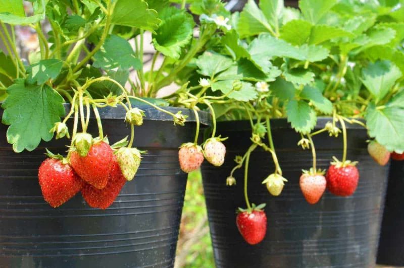 Strawberries in varying levels of ripeness dangle over the edges of pots