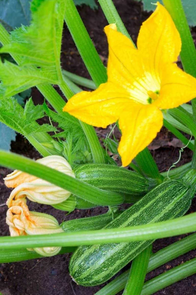 When To Harvest Zucchini Growfully