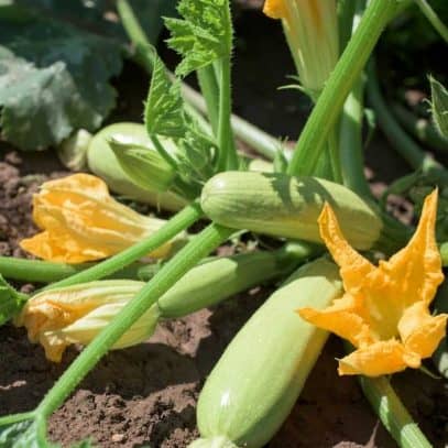 Pale green summer squash grow on a plant.
