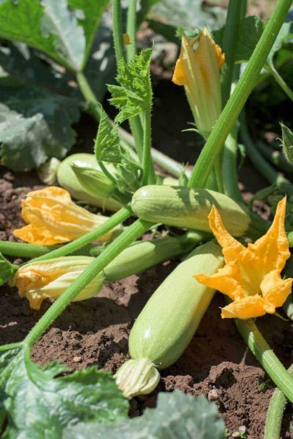 Pale green summer squash grow on a plant.