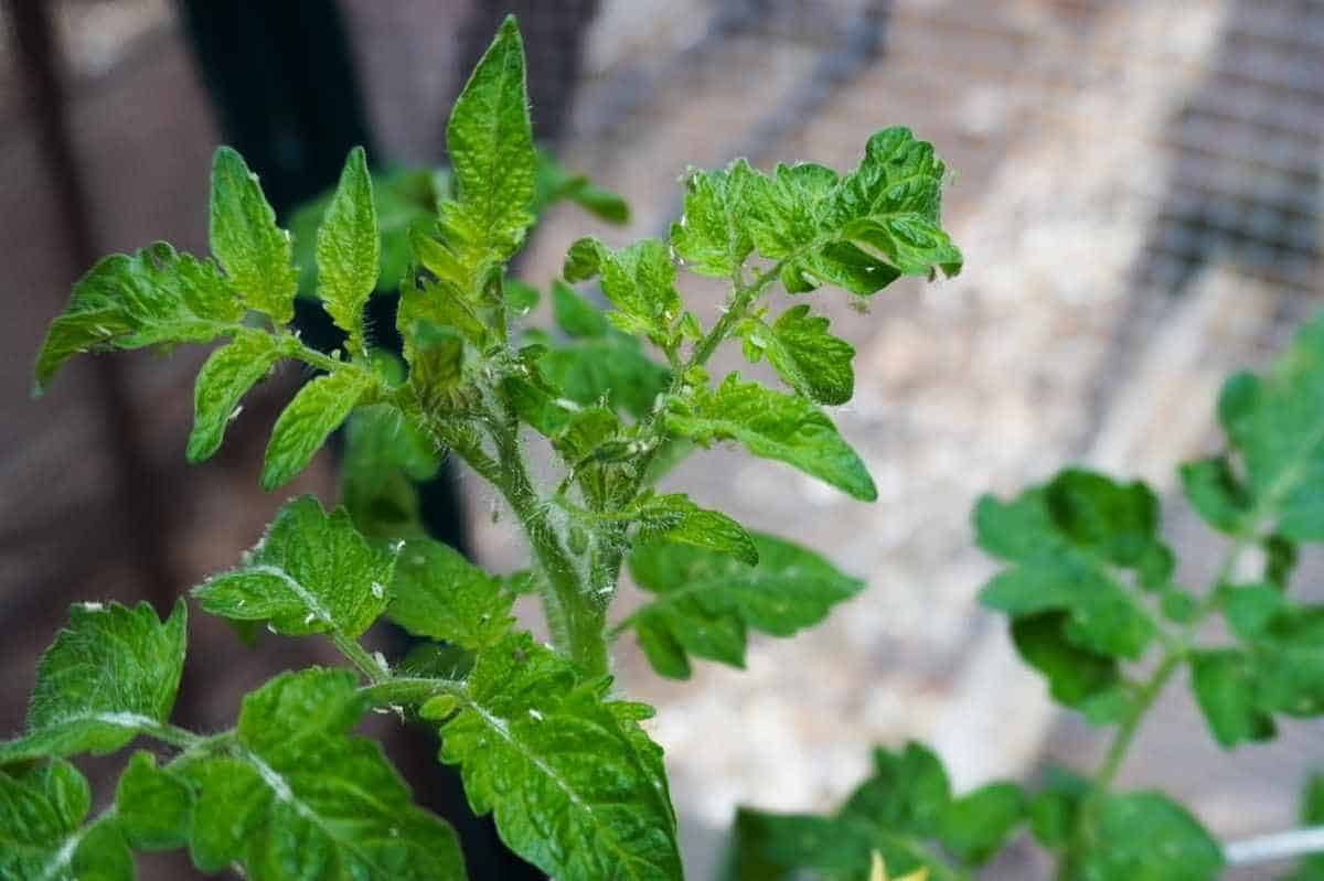 aphid damage on tomato plants