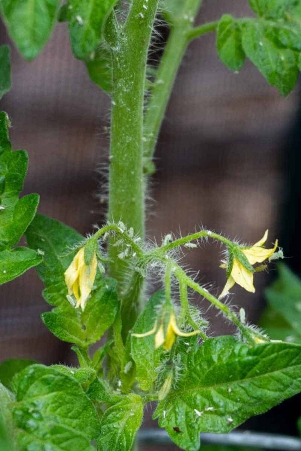 Close up on aphids climbing up and down a tomato plant stem