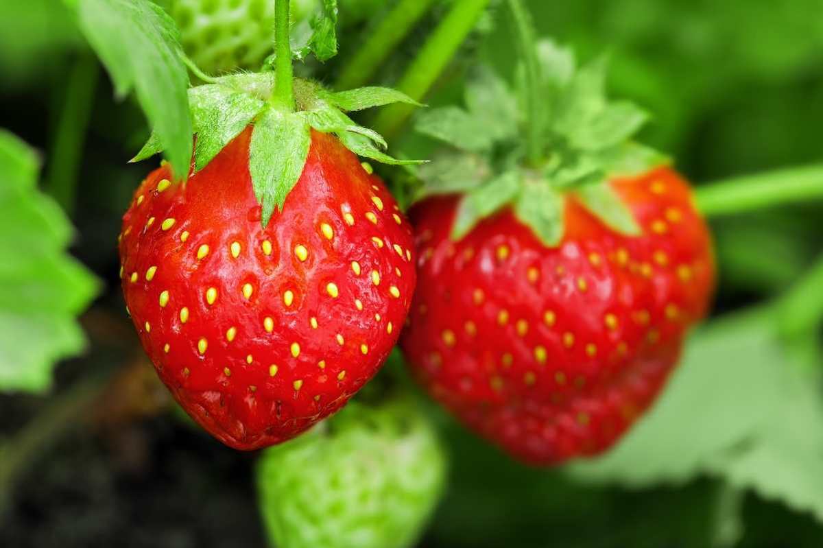 Growing Strawberries in Containers – Strawberry Plants