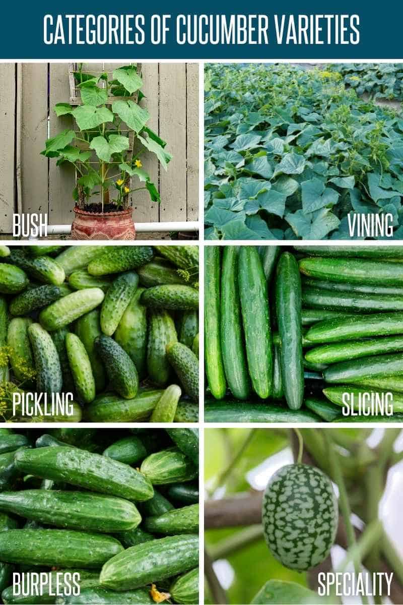 How to Grow Cucumbers - Growfully