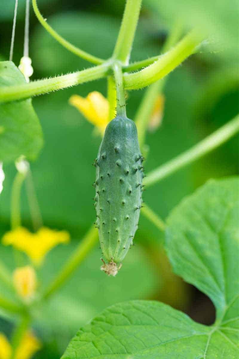 A baby cucumber just starting to grow