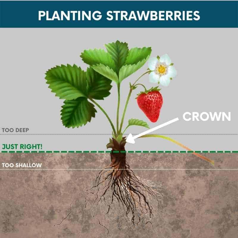 Growing Strawberries in Containers - Growfully