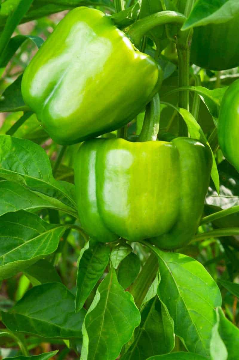 How To Grow Bell Peppers Growfully   Blocky Bell Peppers 