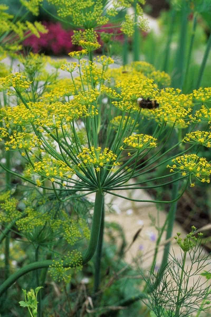 growing dill: a complete guide - growfully